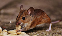 24 Hour & Emergency Exterminators in Highland, MI